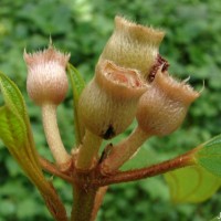 Melastoma malabathricum L.